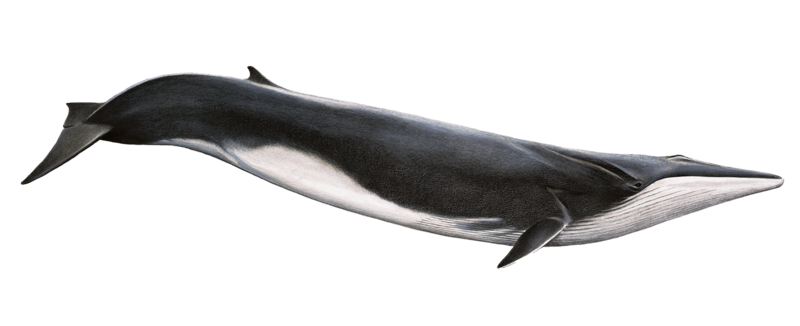 fin_whale_png_by_lg_design-d4y1kis.png