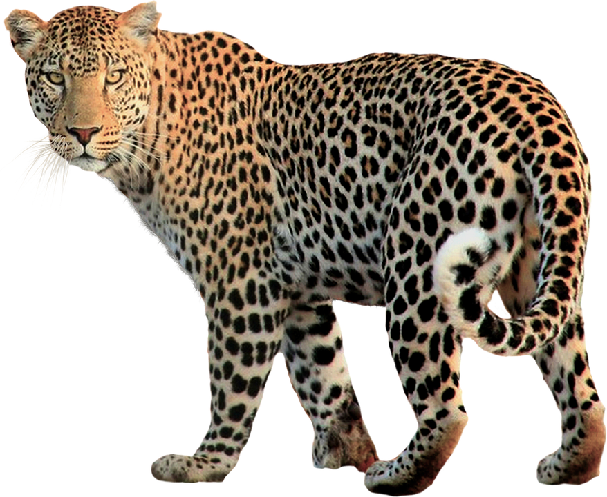Leopard-Transparent.png