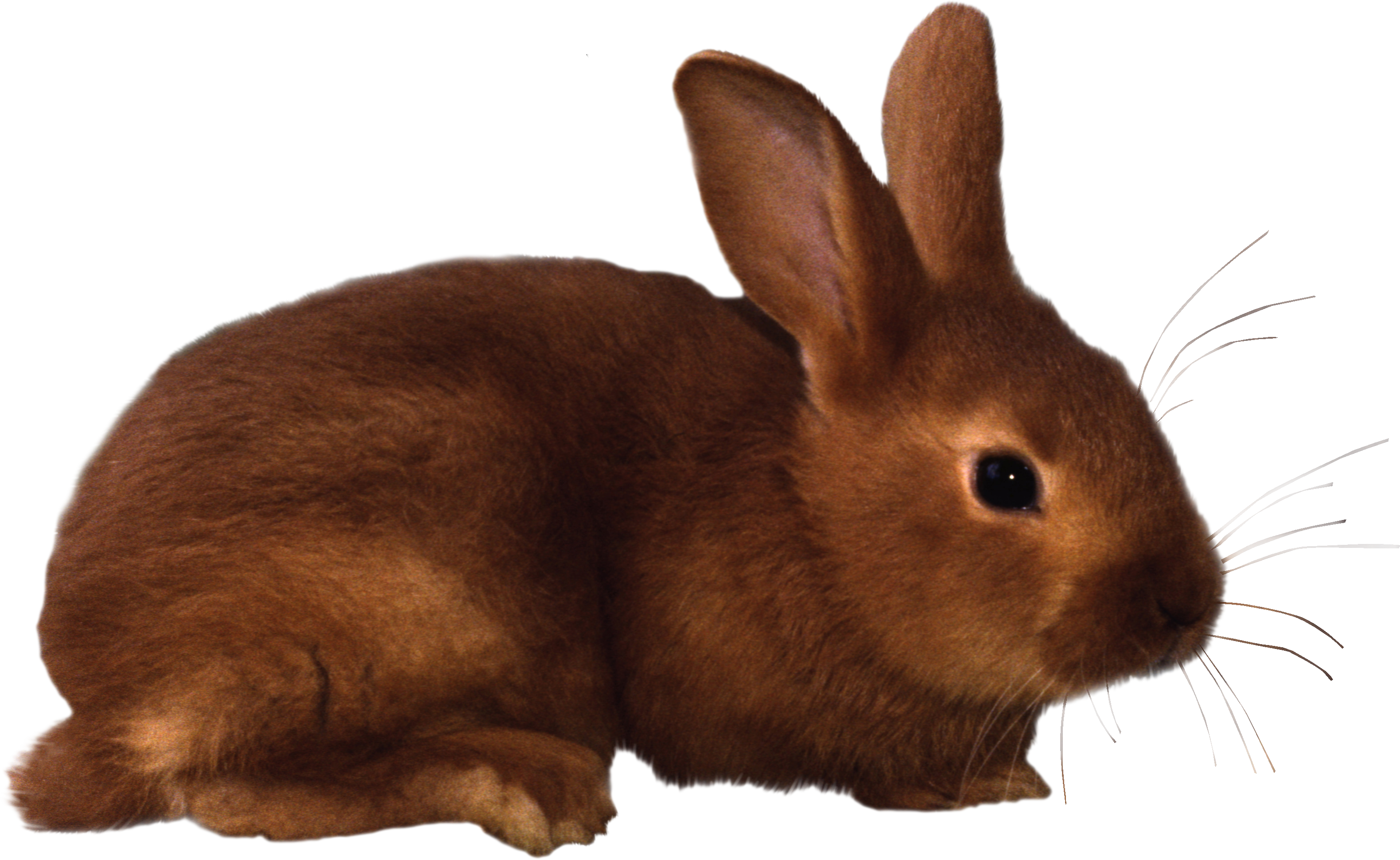 rabbit_PNG3793.png