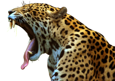 Jaguar-PNG-File.png