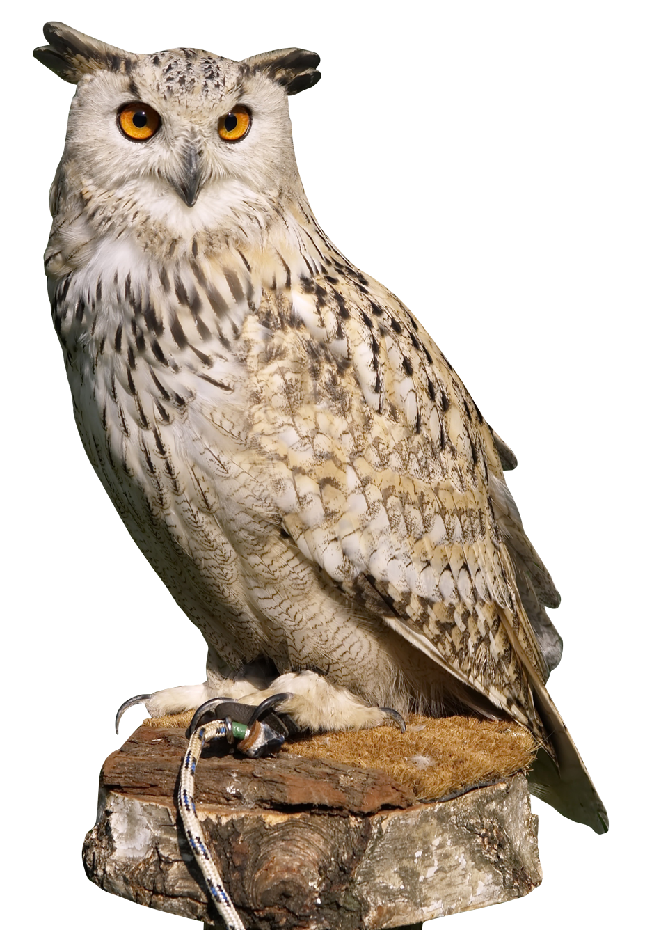 PNGPIX-COM-Eagle-Owl-PNG-Transparent-Image.png