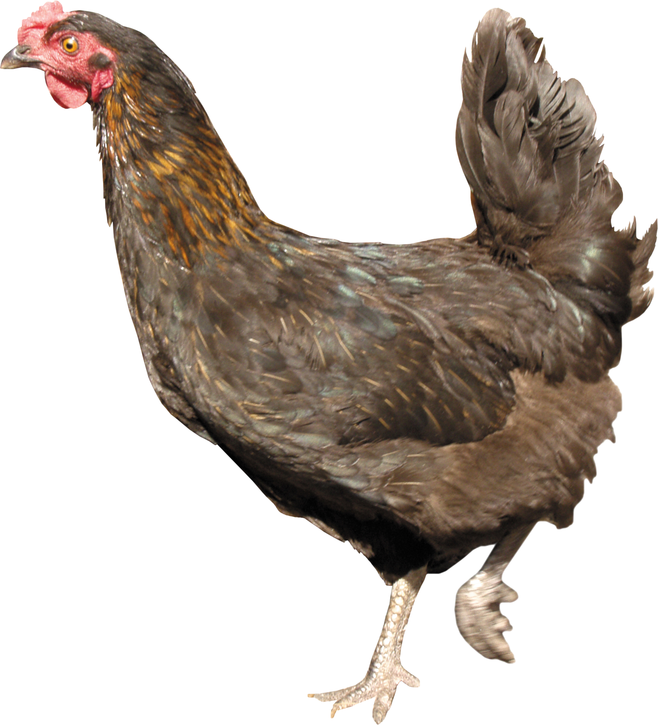 chicken_PNG2174.png