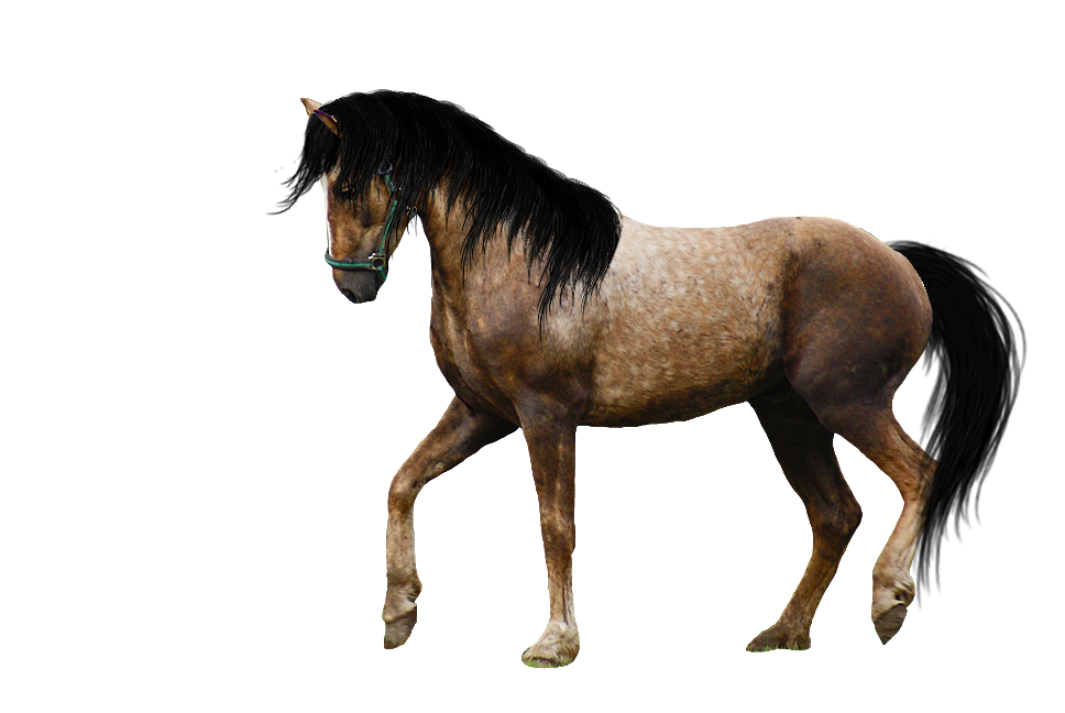 horse_PNG1381521869.png