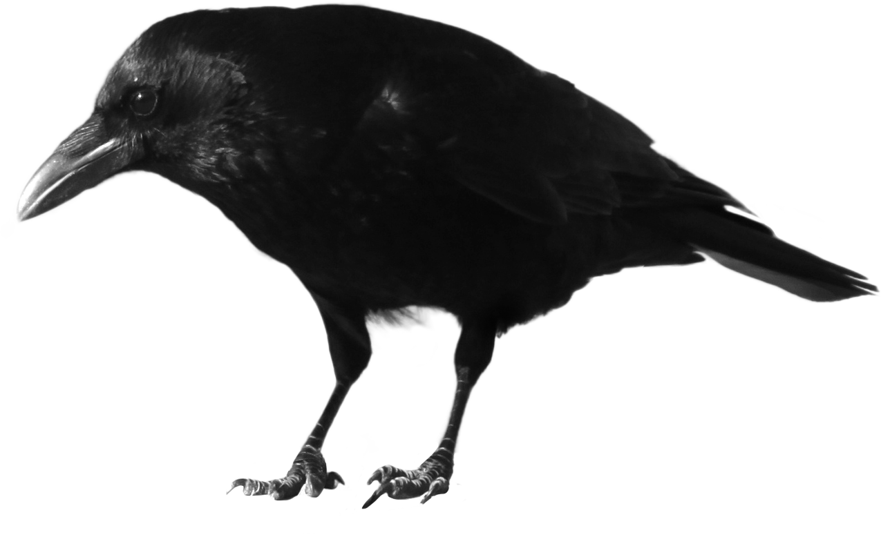 crow_PNG3115.png