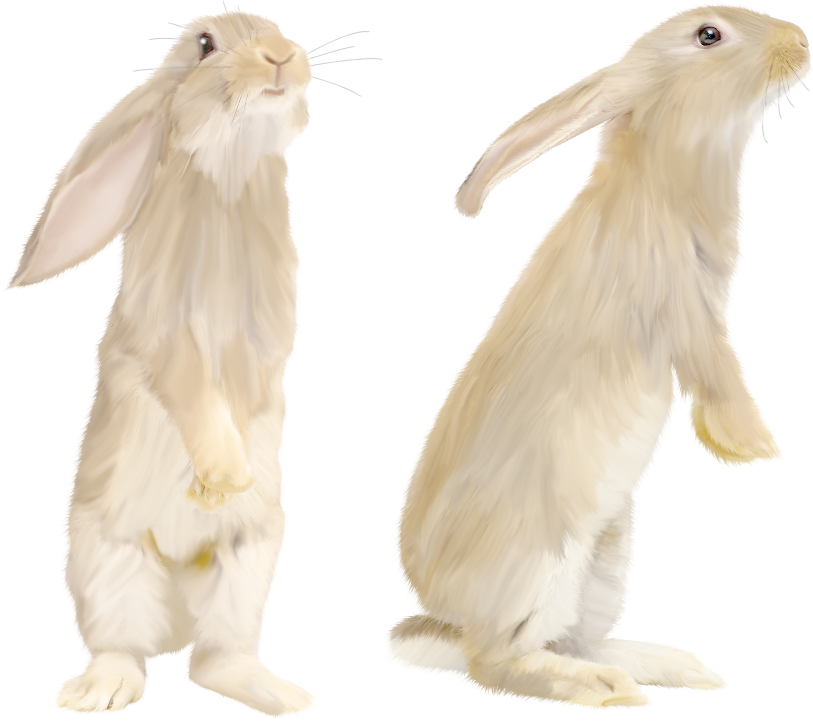 rabbit_PNG3785.png