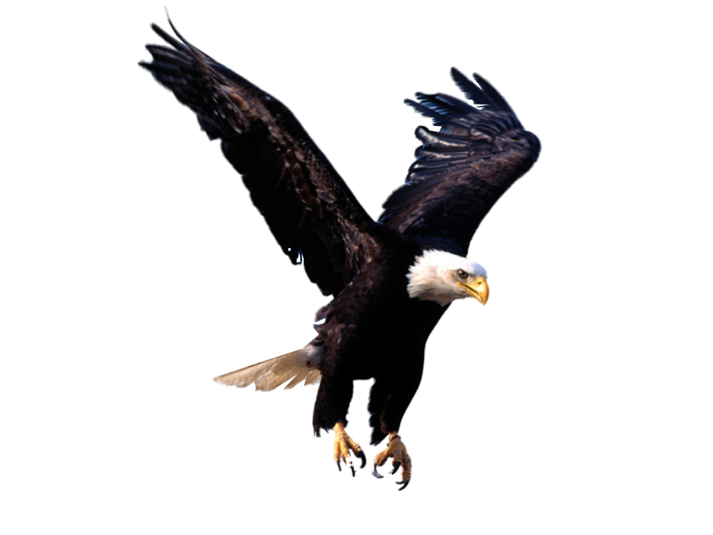 eagle_PNG1218.png