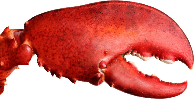 lobster_claw.png