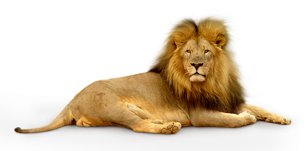 Afrique lion 2.png