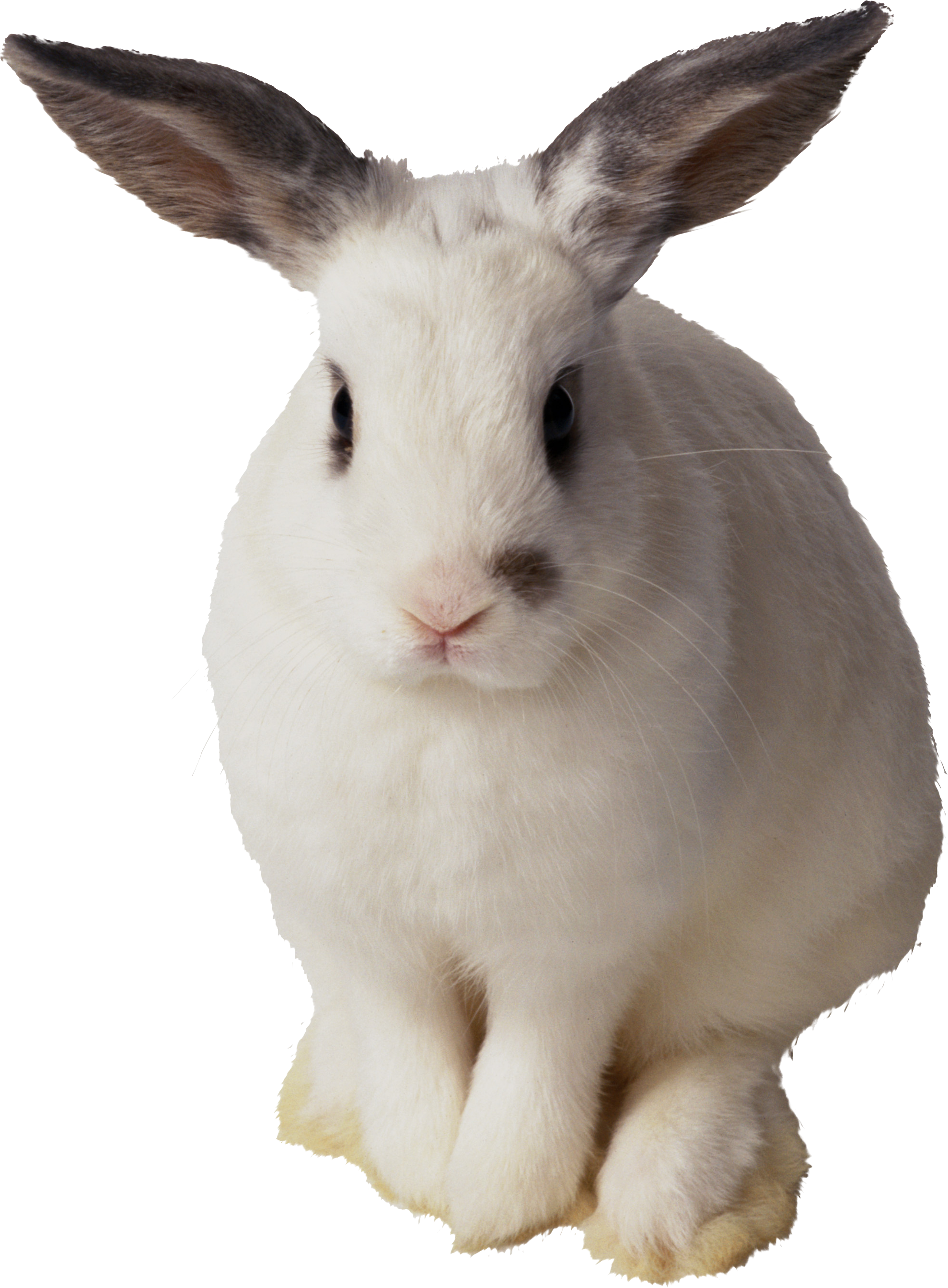 rabbit_PNG3794.png
