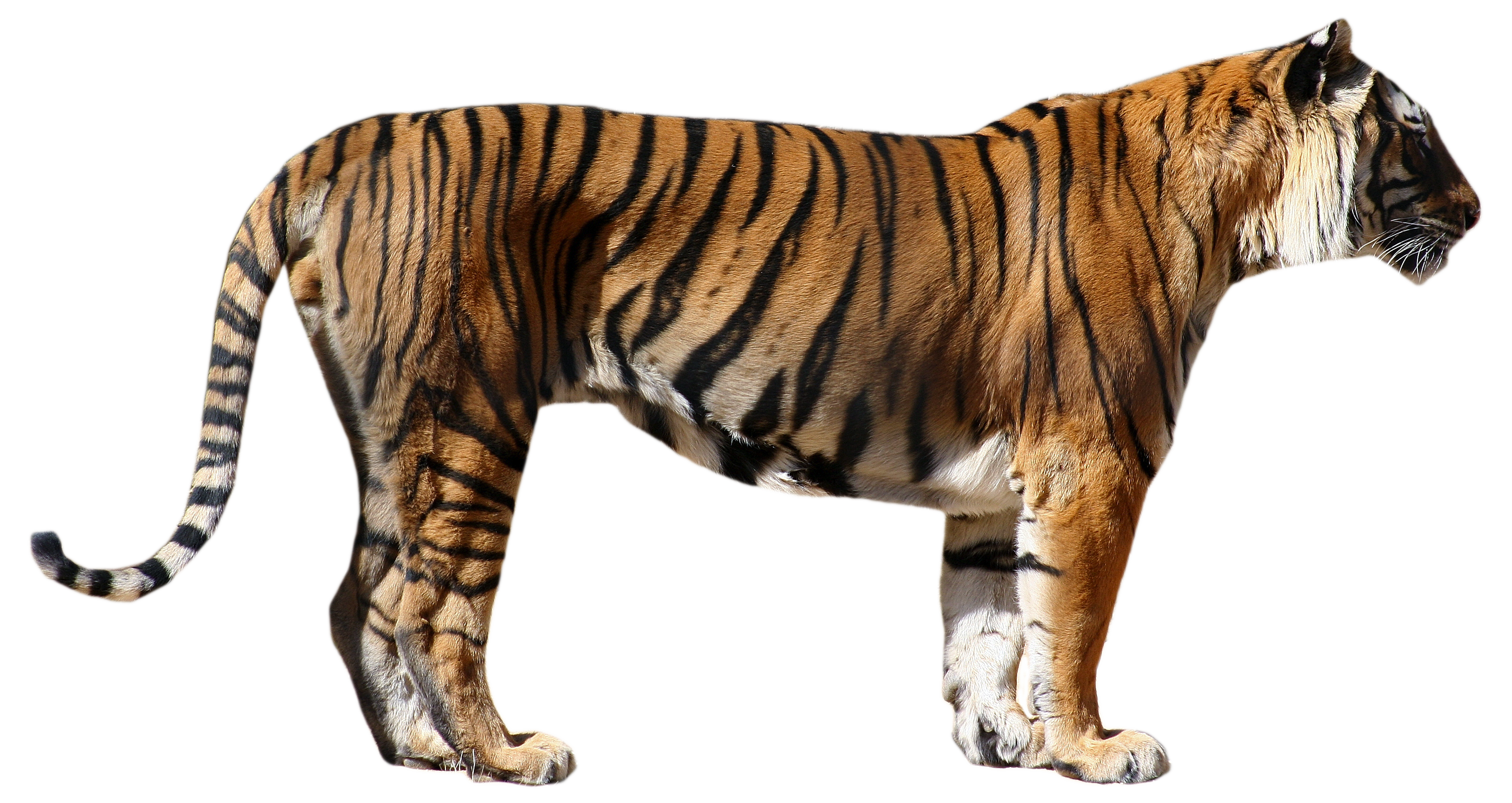 tiger_PNG1382279109.png
