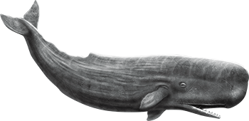 sperm-whale.png