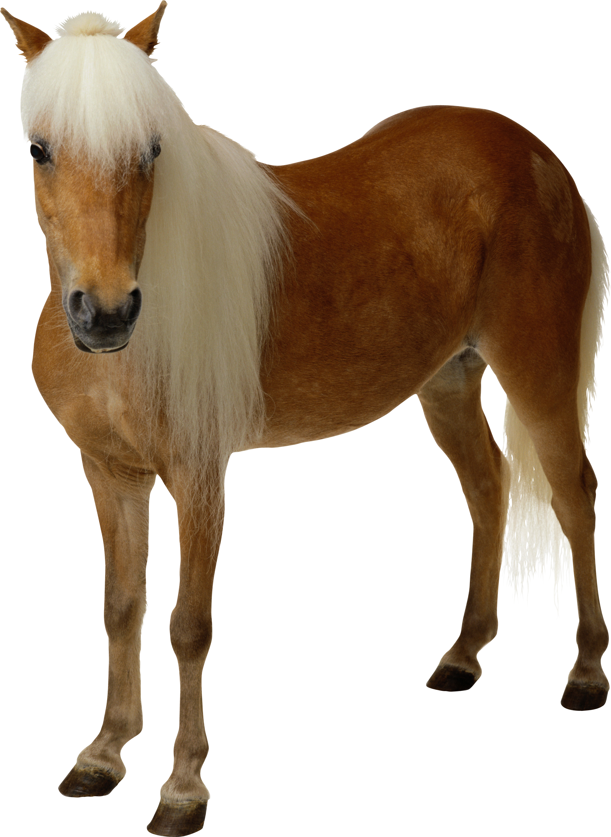 horse_PNG2522.png