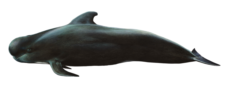 globicephala_macrorhynchus_png_by_lg_design-d4ykoq7.png