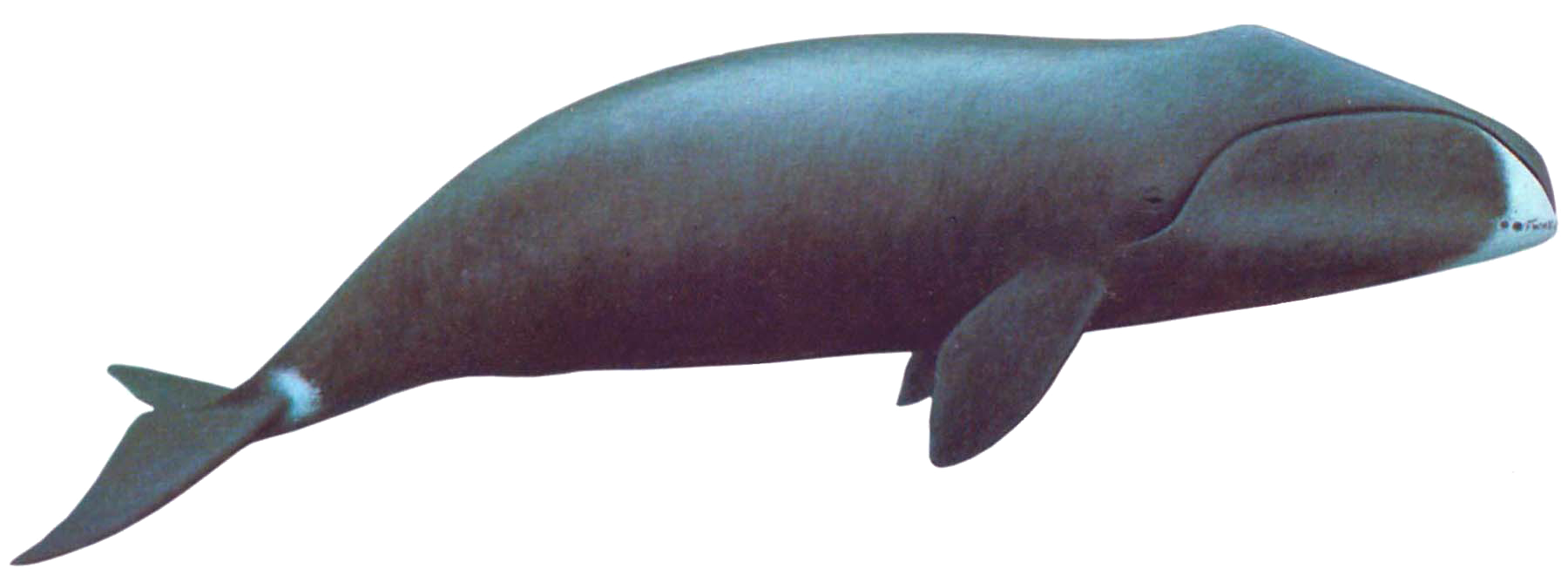 Bowhead-Whale1.png