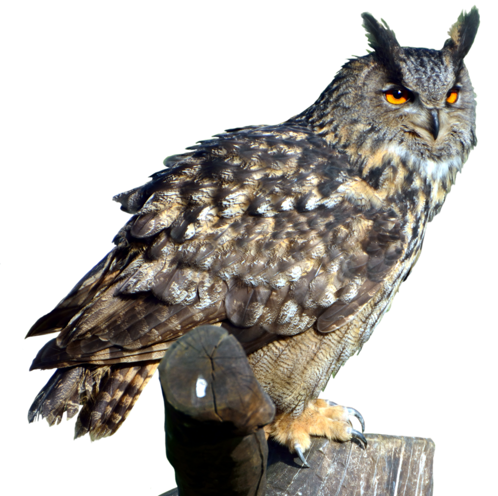 eagle_owl_2_png_by_lumpi69-d8r8g13.png