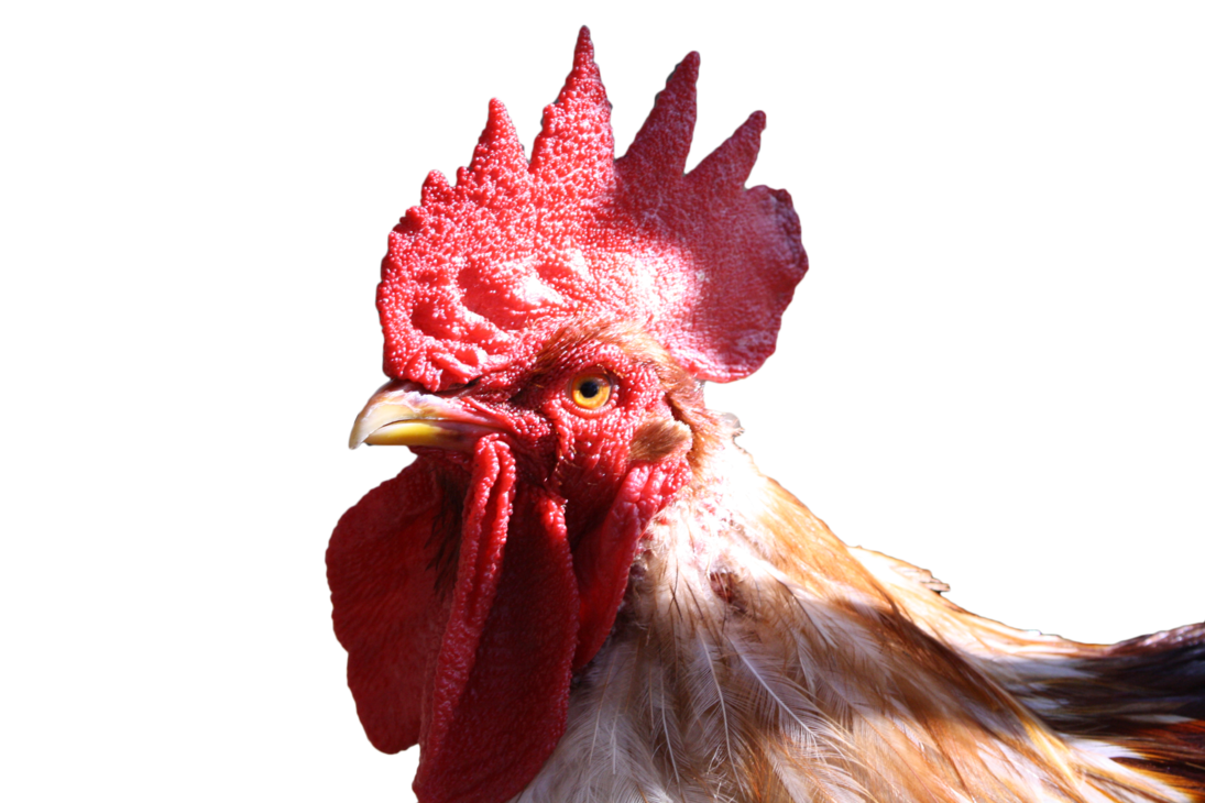 alpha_cock_by_umphso-da9onq1.png