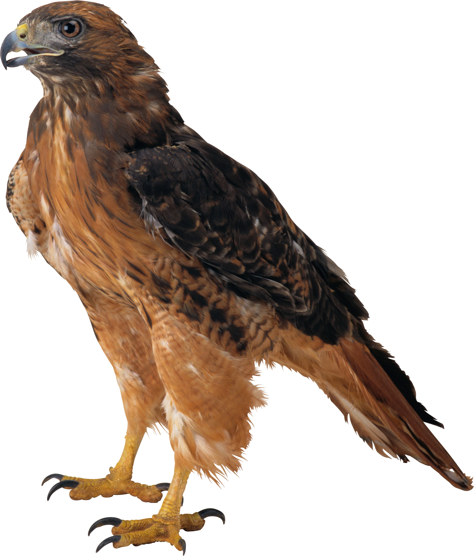 eagle_PNG1206(1).png