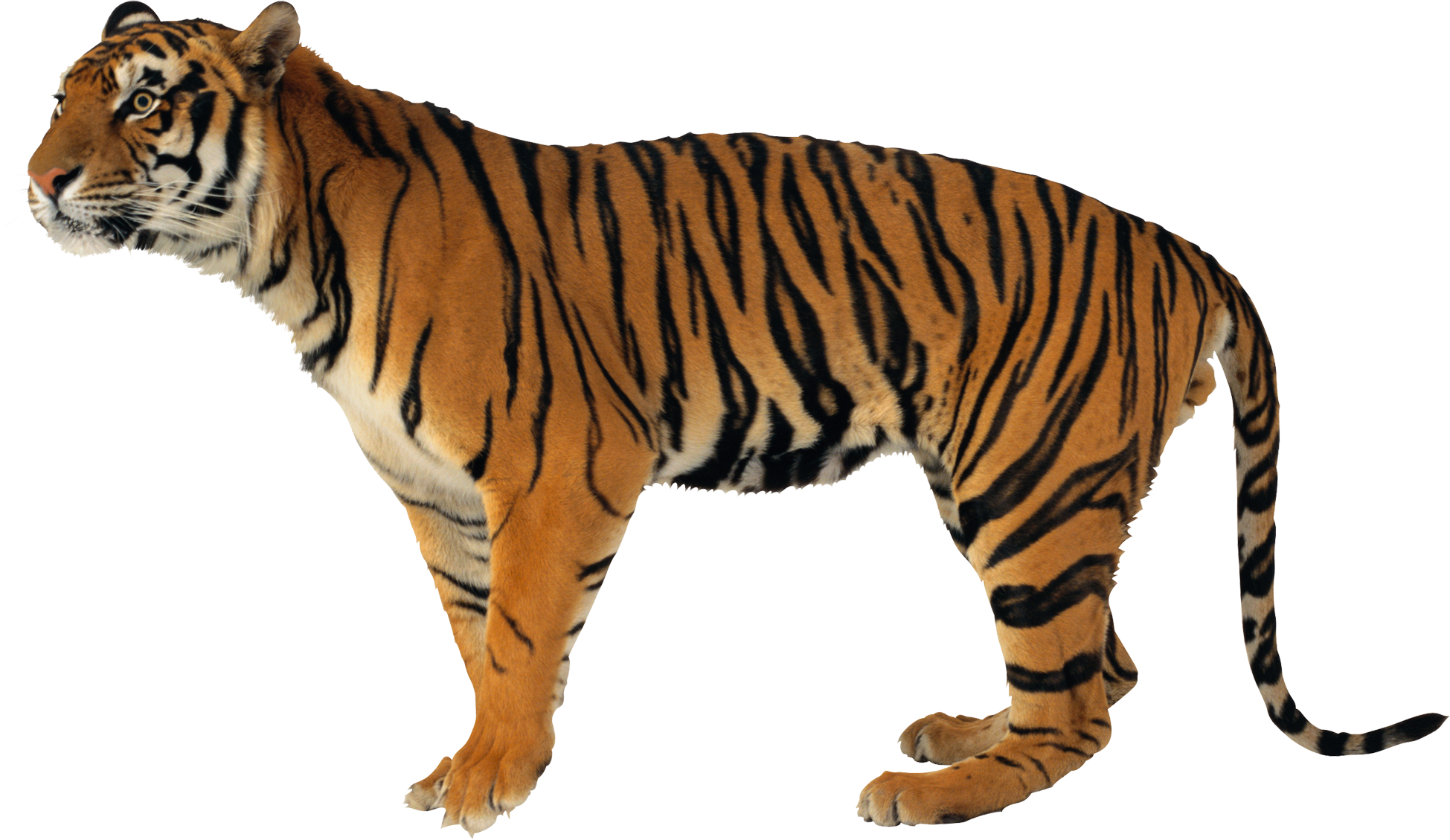 0_8ef78_3e5c305f_orig.png