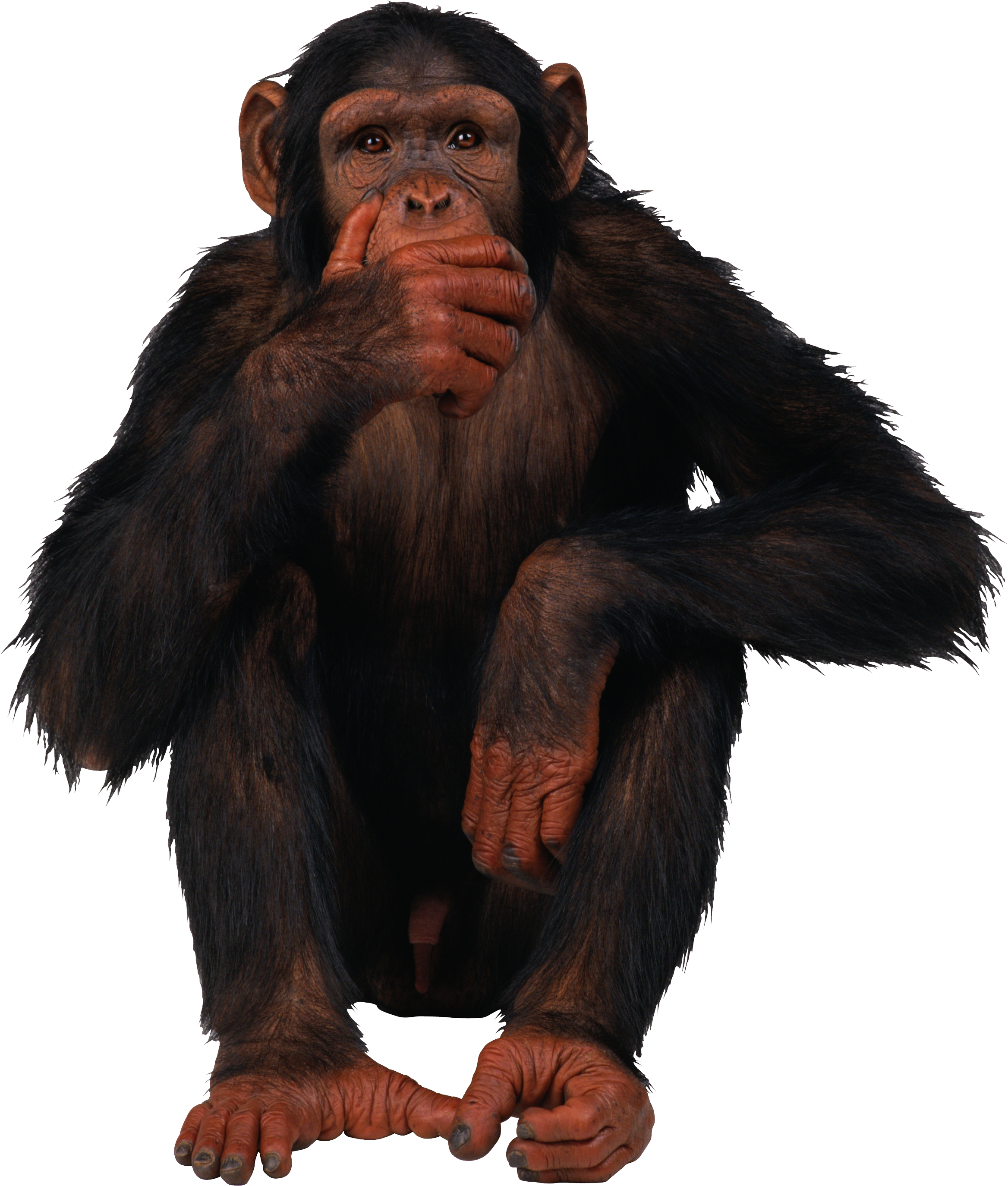monkey01.png