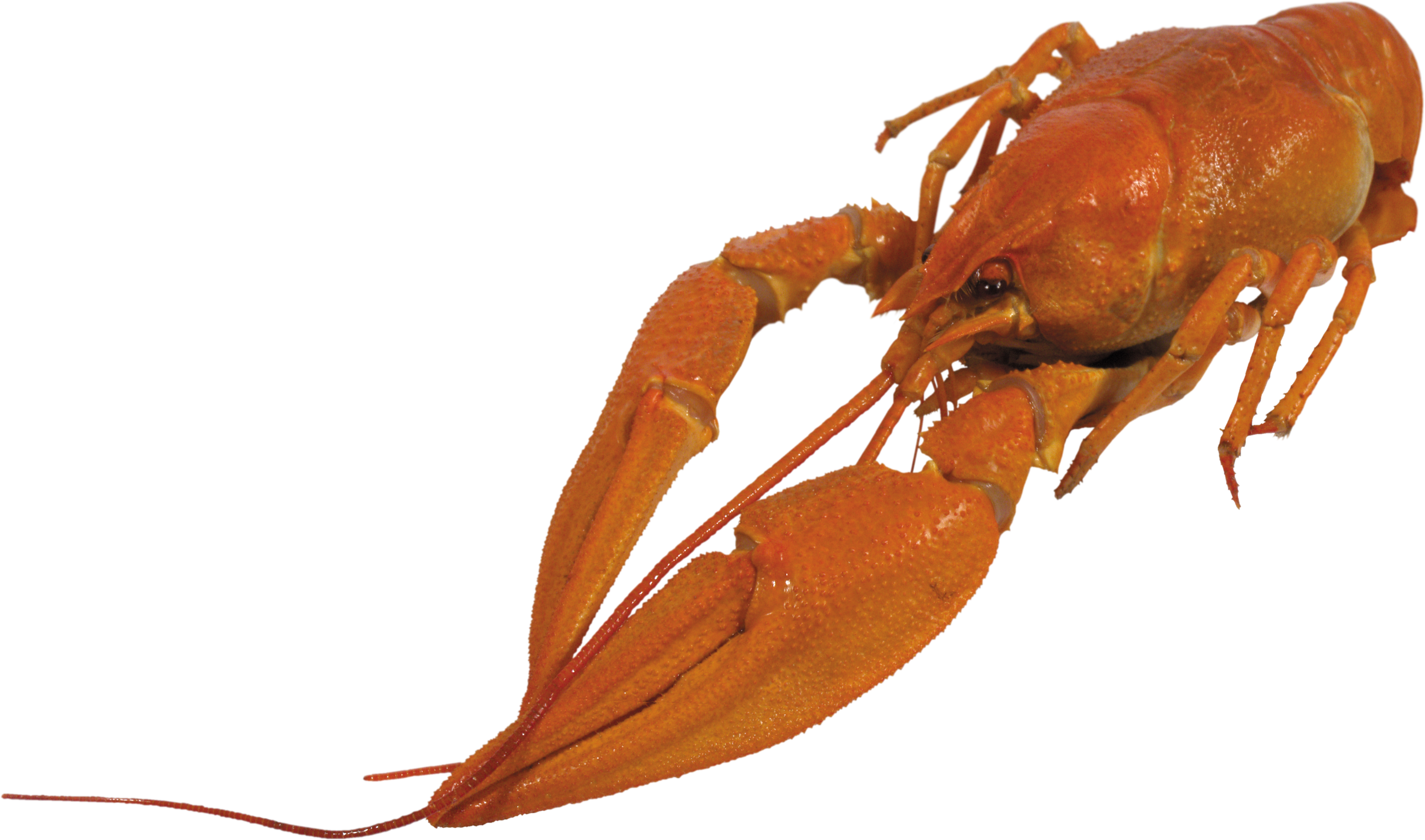 0_84831_8ce11252_orig.png