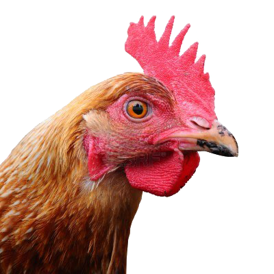chicken_PNG2159.png