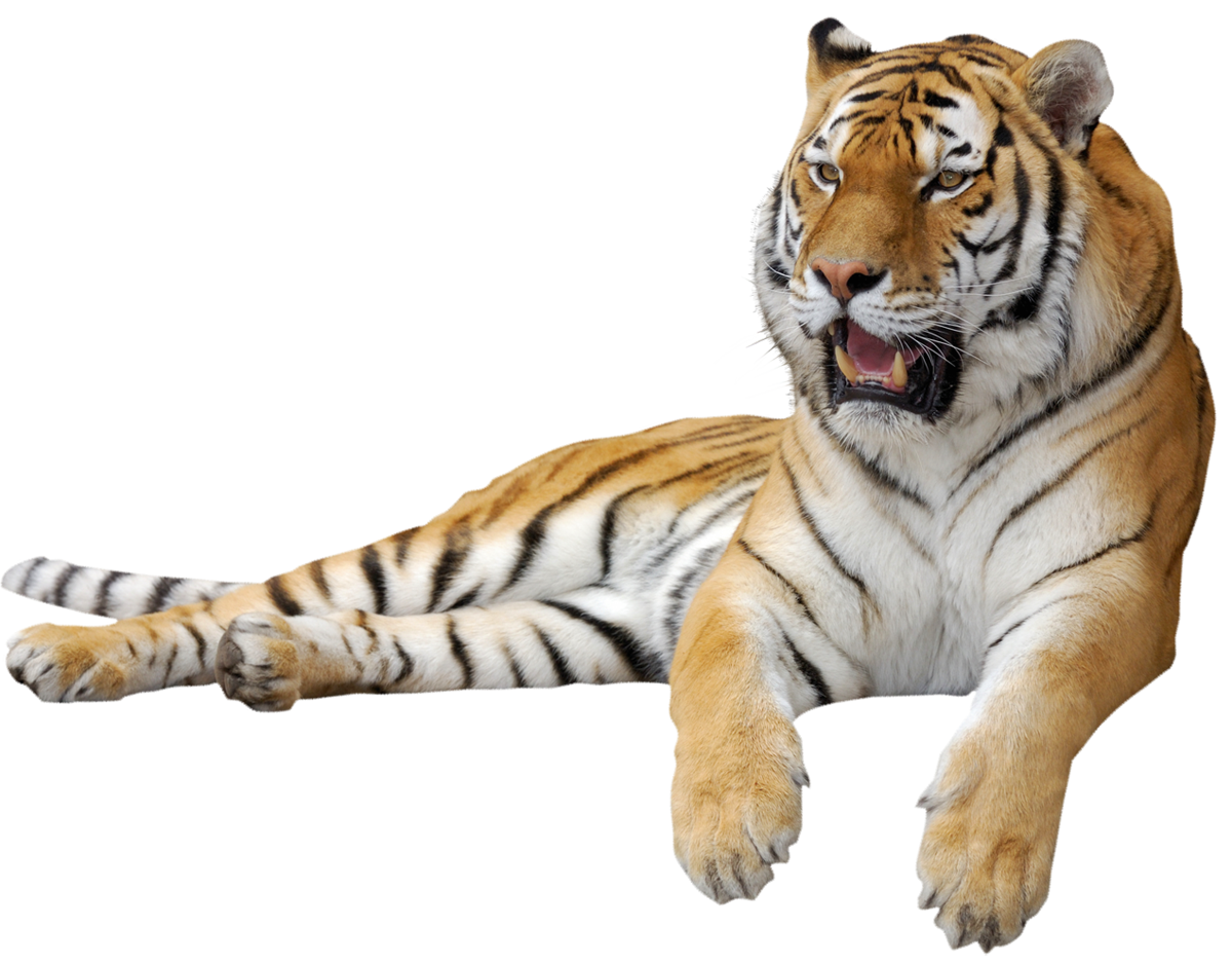 Tiger_PNG_Clipart_Picture.png