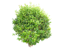 American Cherry LaurelPrunus caroliniana.skp