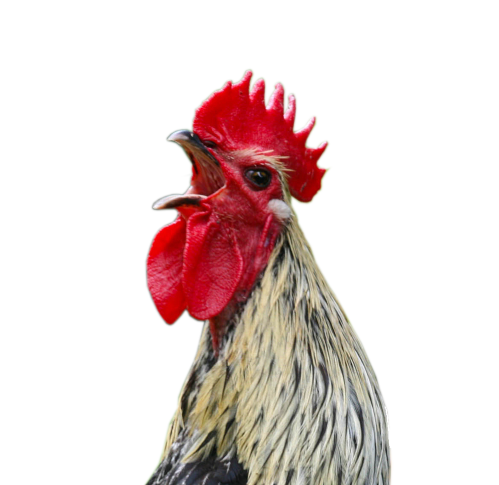 Cock (1).png