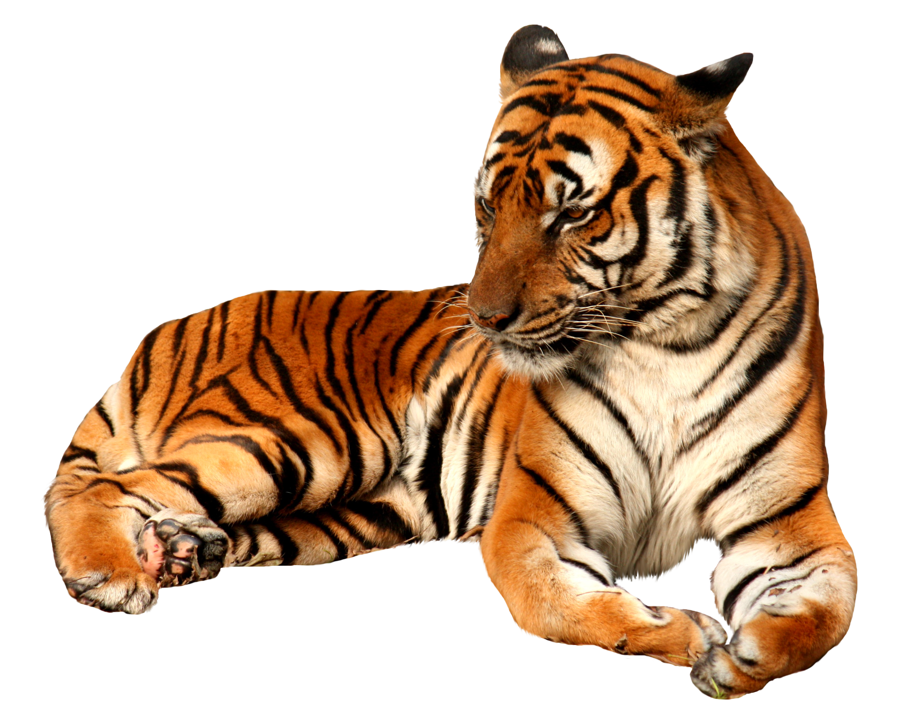 south-china-tiger.png