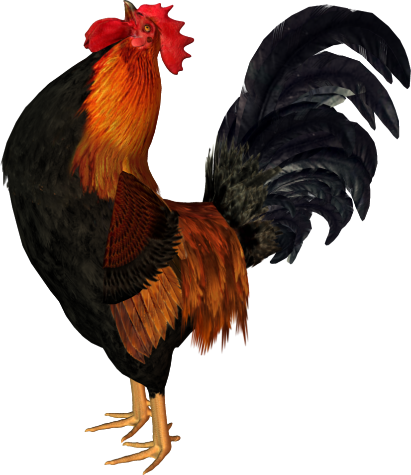 1479886885_rooster-03.png