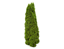 American ArborvitaeThuja occidentalis_001.skp
