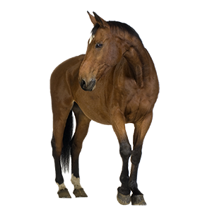 horse_PNG1381521709.png