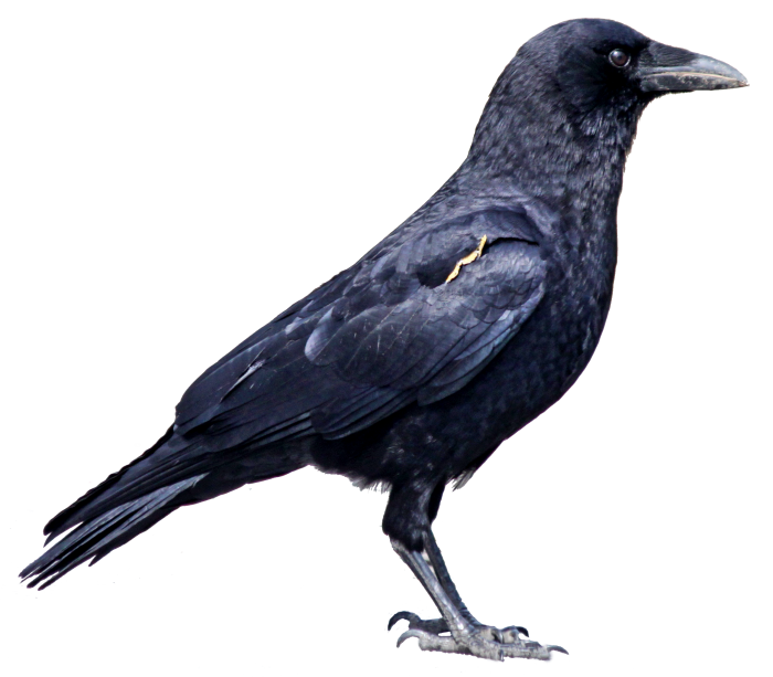 crow_PNG3093.png