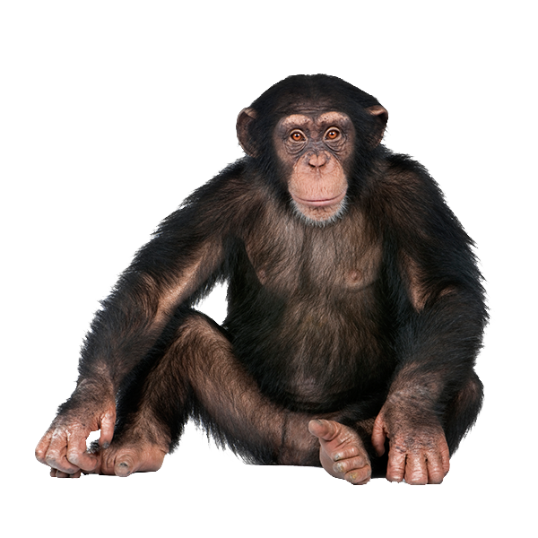 monkey.png