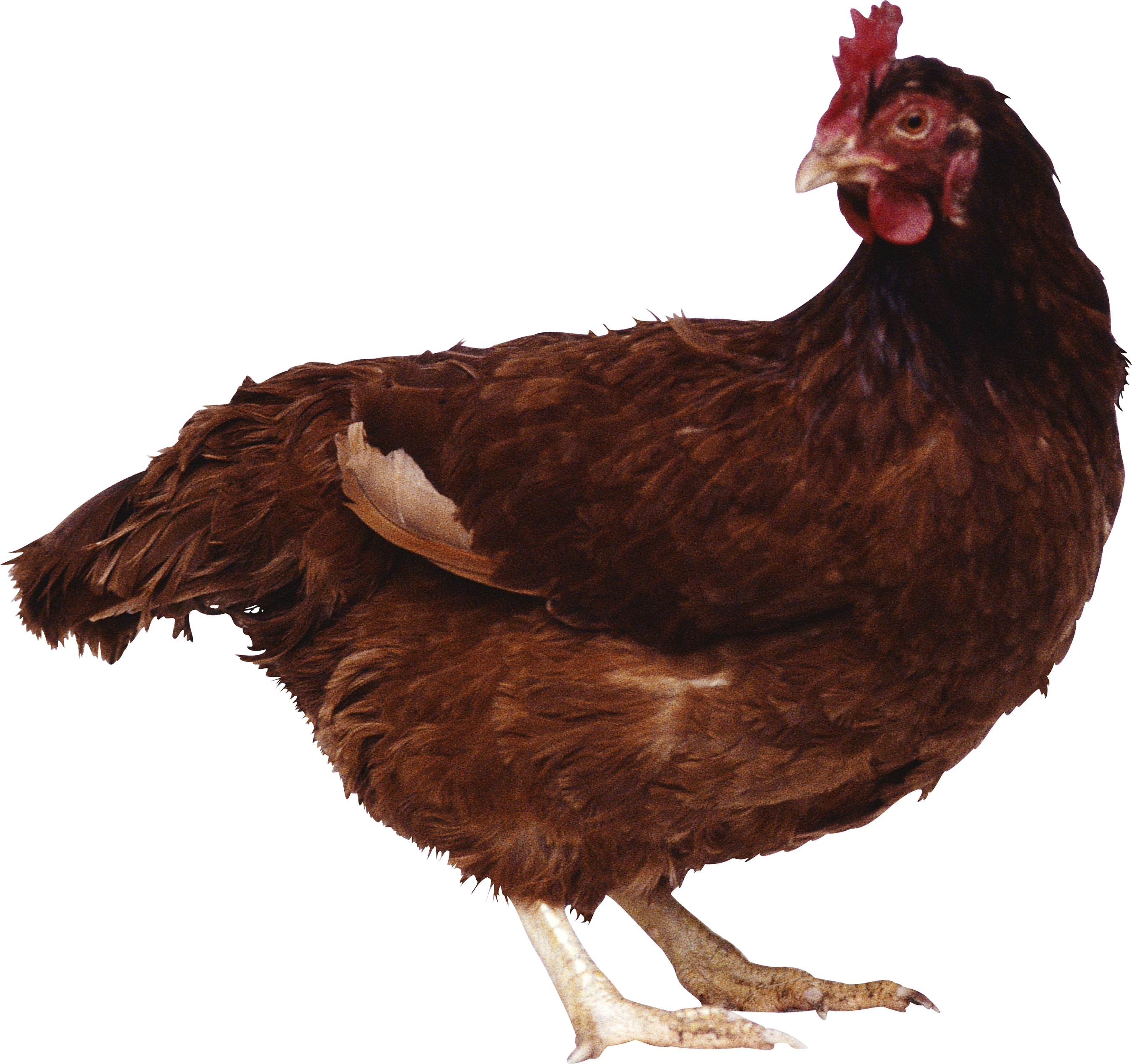 chicken_PNG2156.png