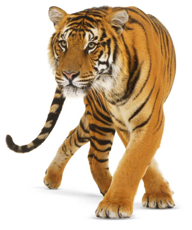 DCTM_Penguin_UK_DK_AL697181_cey6m2.png