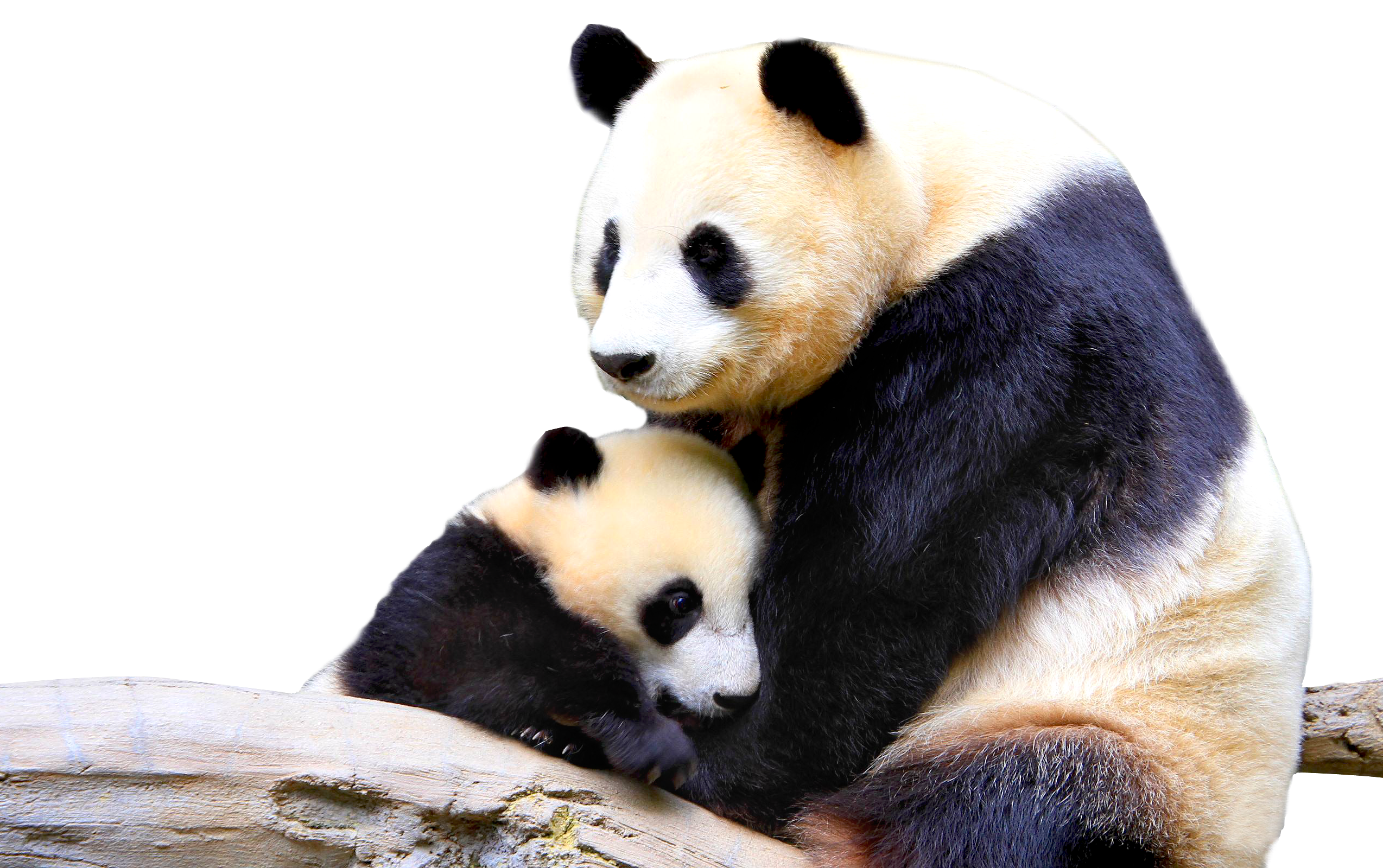 Panda-PNG-image.png