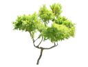 African Fern Pine, East African YellowwoodPodocarpus gracilior_001 (2).skp