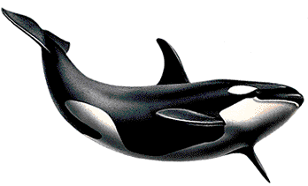 Killer-Whale-PNG-Picture.png