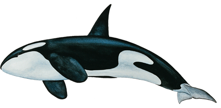 Killer-Whale-PNG.png