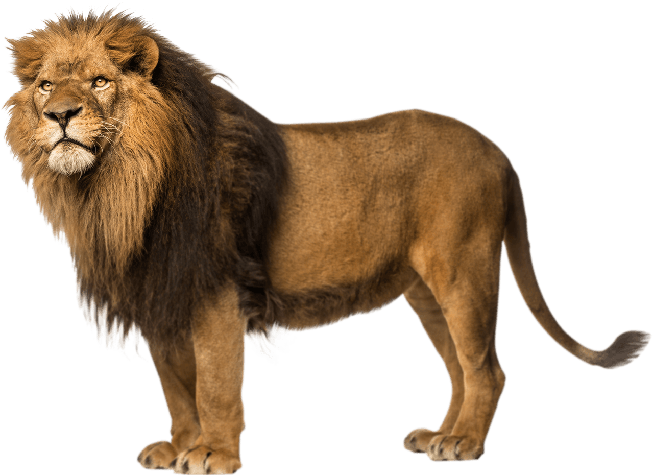 Lion-Free-Download-PNG.png