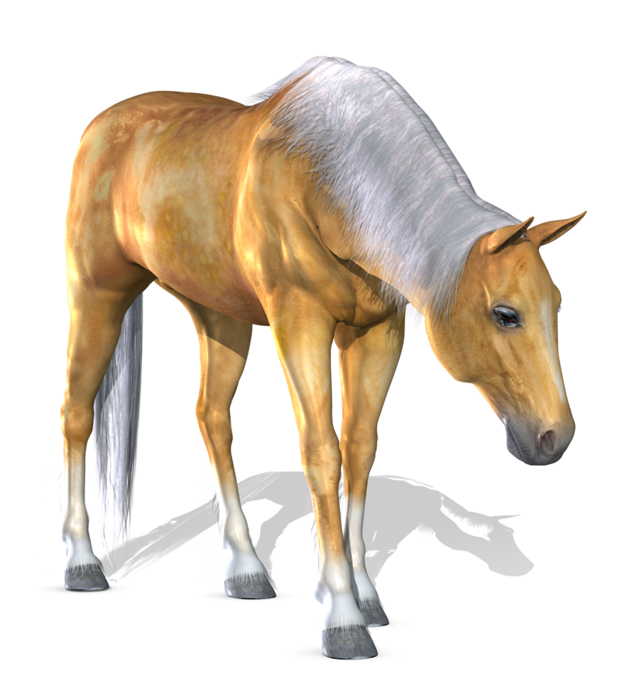 horse_PNG1381522070.png