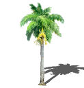 2D Cay Ngoai That - 120.skp