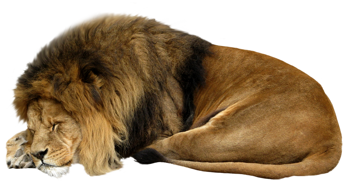 lion_PNG1382472195.png