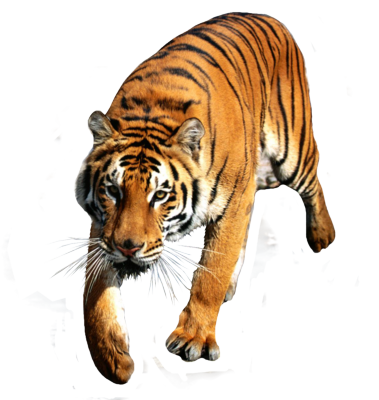 Tiger-psd85836.png