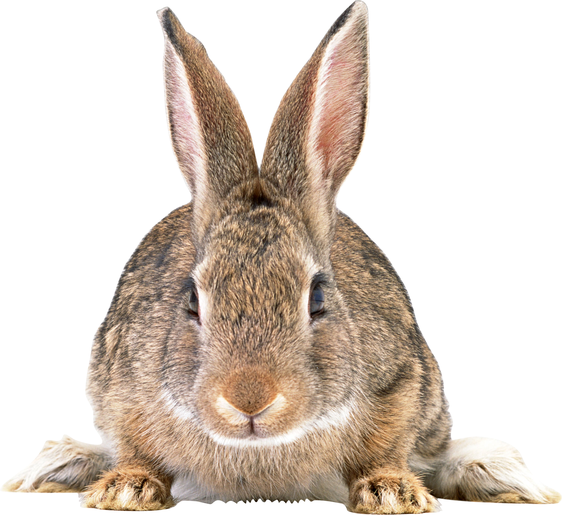rabbit_PNG3798.png