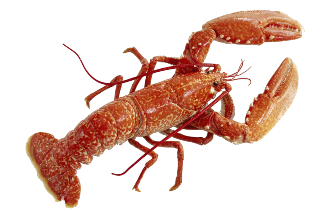 lobster_png_by_absurdwordpreferred-d2xqhvd.png