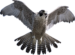 Falcon-PNG-Clipart (1).png