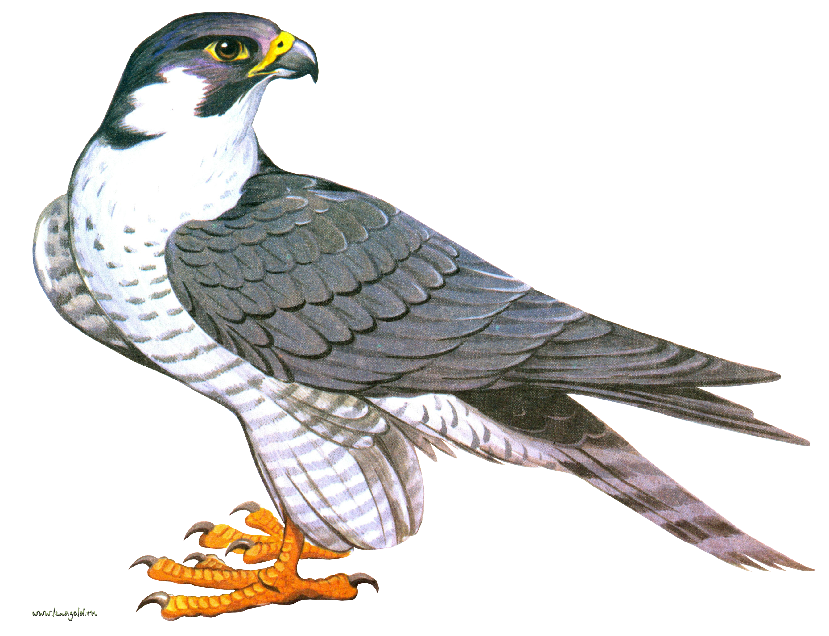 d65b2a9c9517.png