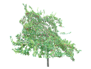 American Red PlumPrunus americana.skp